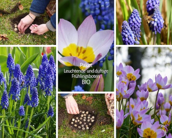 Leuchtende, duftige Frühlingsboten - BIO