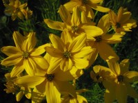 Schönauge - Coreopsis verticillata ‘Grandiflora‘ Schönauge - Coreopsis verticillata ‘Grandiflora‘