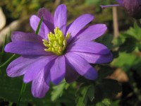 Anemone blanda Blue Shades Anemone blanda Blue Shades