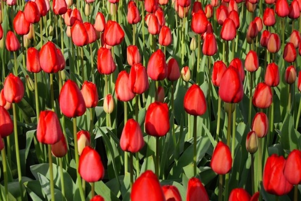 Tulpe Red Impression in Bio-Qualität