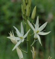 Camassia leichtlinii 'Sacajawea' Camassia leichtlinii 'Sacajawea'