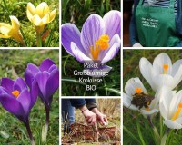Sortiment Großblumige Krokusse - BIO Sortiment Großblumige Krokusse - BIO