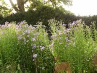 Aster tataricus 'Jindai', die Tataren-Aster: Aster tataricus 'Jindai', die Tataren-Aster: