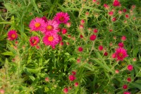 Aster 'Alma Pötschke' Aster 'Alma Pötschke'