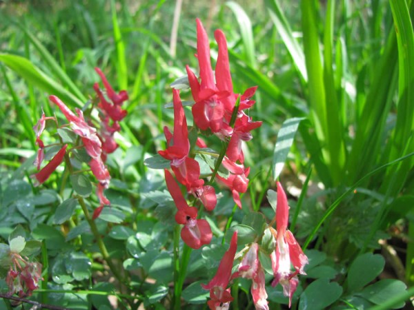 Corydalis solida 'George Baker' 3 Stück