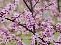 Rosa Schlehe - Prunus spinosa 'Rosea' Rosa Schlehe - Prunus spinosa 'Rosea'