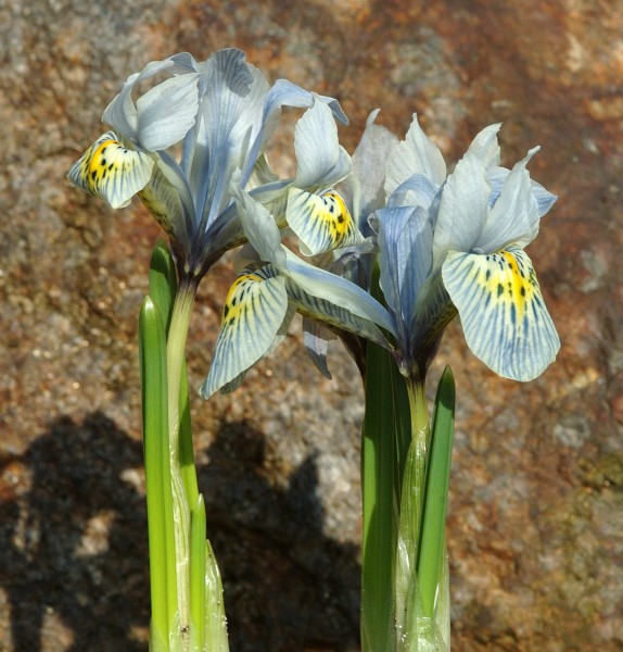 Iris histroides X winogradovii 'Katharine Hodgkin' 25 Stück