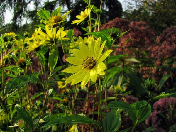 Kleinblumige / Kleinkopfige Sonnenblume - Helianthus microcephalus ‘Lemon Queen’ 