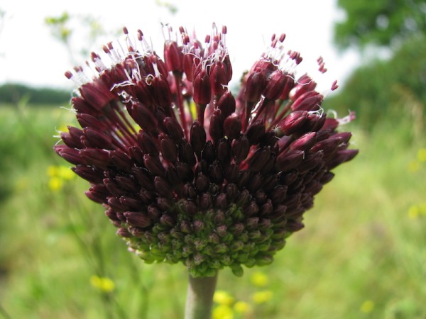 Allium Red Mohican