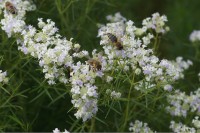 Pycnanthemum tenuifolium Pycnanthemum tenuifolium