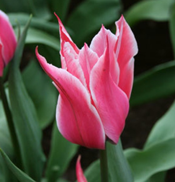 Tulpe Yonina