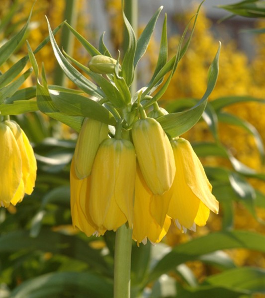 Fritillaria imperialis 'Maxima Lutea'