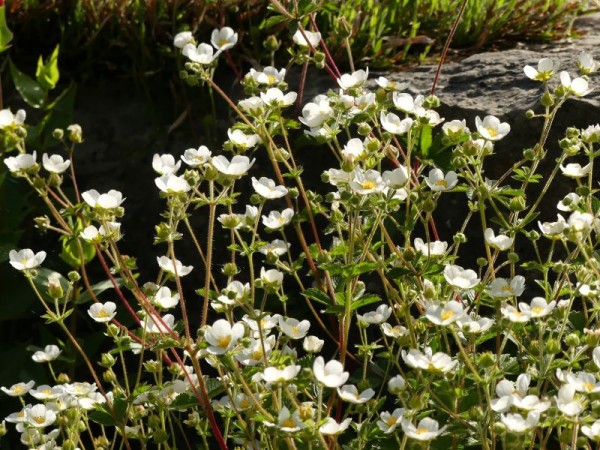 Felsen-Fingerkraut - Drymocallis rupestris (Syn. Potentilla rupestris)