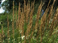 Reitgras - Calamagrostis x acutiflora ‘Karl Foerster’ Reitgras - Calamagrostis x acutiflora ‘Karl Foerster’