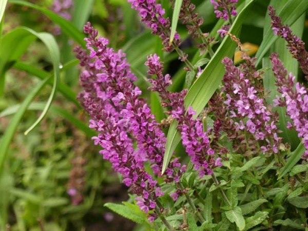 Steppen-Salbei - Salvia nemorose `Amethyst`