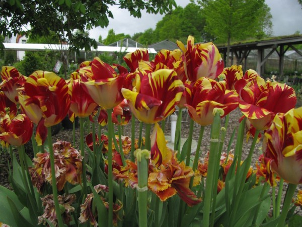 Tulpe Mickey Mouse