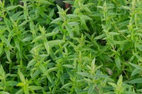Pycnanthemum pilosum Pycnanthemum pilosum