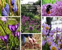 Romantische Zwiebeln für Insekten - BIO Romantische Zwiebeln für Insekten - BIO