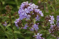 Phlox Great Smoky Mountains Phlox Great Smoky Mountains