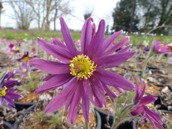 Kuh- oder Küchenschelle - Pulsatilla vulgaris ´Prima Papagena´ 