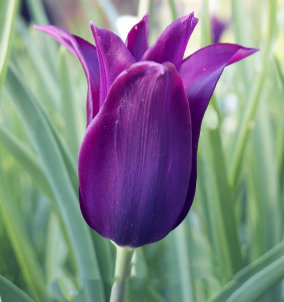 Tulpe Purple Dream