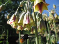 Nectaroscordum siculum