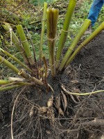 Vorschau: ausgegrabene-dahlie Vorschau: ausgegrabene-dahlie