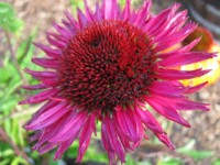 Purpursonnenhut - Echinacea purpurea ‘Fatal Attraktion’ Purpursonnenhut - Echinacea purpurea ‘Fatal Attraktion’