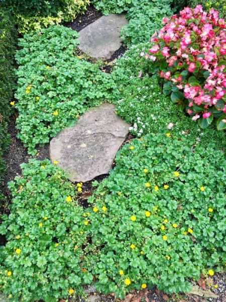 Gold-Fingerkraut - Potentilla aurea