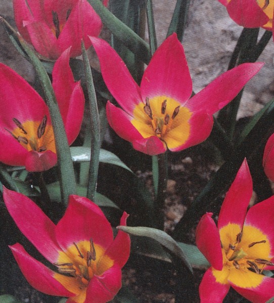 Tulpe Eastern Star