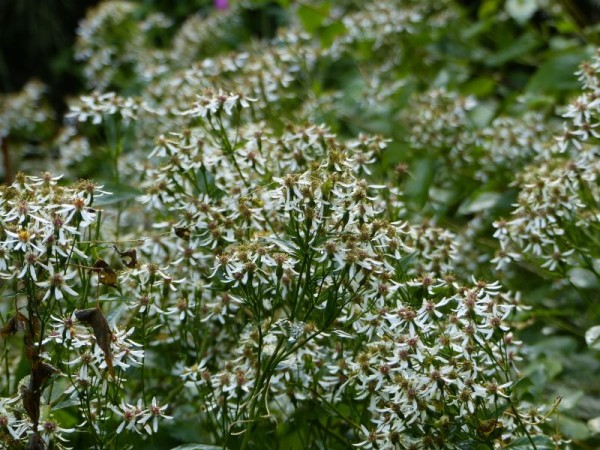 Wald-Aster - Aster divaricatus