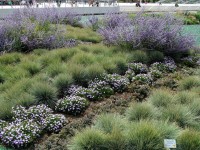 Blau-Schwingel - Festuca cinerea ‘Elija Blue’ Blau-Schwingel - Festuca cinerea ‘Elija Blue’