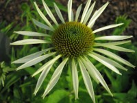 Purpursonnenhut - Echinacea purpurea ‘Green Jewel’ Purpursonnenhut - Echinacea purpurea ‘Green Jewel’