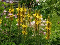 Mittelmeer-Junkerlilie - Asphodeline lutea Mittelmeer-Junkerlilie - Asphodeline lutea