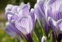 Crocus vernus 'King of the Striped' - BIO Crocus vernus 'King of the Striped' - BIO