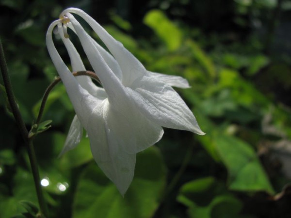  Langspornige Akelei - Aquilegia Caerulea-Hybr. ‚Kristall‘ 