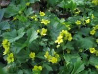 Horstige Gold-Erdbeere - Waldsteinia geoides Horstige Gold-Erdbeere - Waldsteinia geoides