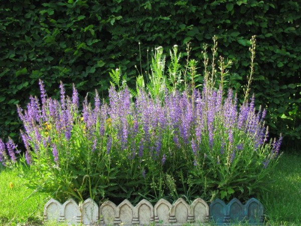 Steppen-Salbei - Salvia nemorosa `Blauhügel`