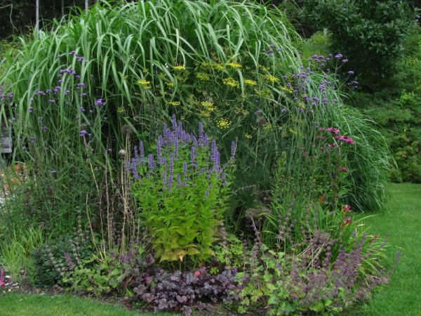 Riesen-Chinaschilf oder Elefanten-Gras - Miscanthus x giganteus ‘Aksel Olsen’