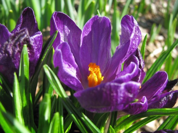 Crocus vernus 'Negro Boy'