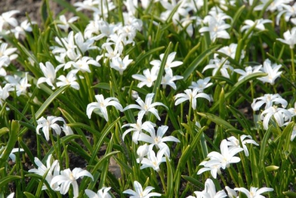 Schneestolz - Chionodoxa luciliae 'Alba'