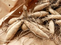 Vorschau: dahlien-knolleTRoV5GnY52R Vorschau: dahlien-knolleTRoV5GnY52R1W