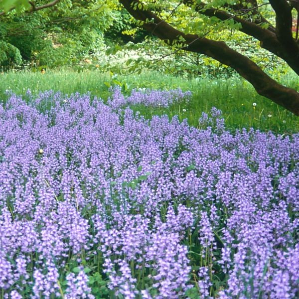 Bluebells / Hasenglöckchen 100 Stück