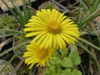 Gemswurz - Doronicum orientale ‘Little Leo’ Gemswurz - Doronicum orientale ‘Little Leo’