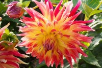 Dahlie Manhattan Island Dahlie Manhattan Island