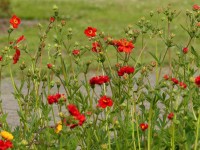 Blutrotes-Fingerkraut - Potentilla atrosanguinea Blutrotes-Fingerkraut - Potentilla atrosanguinea