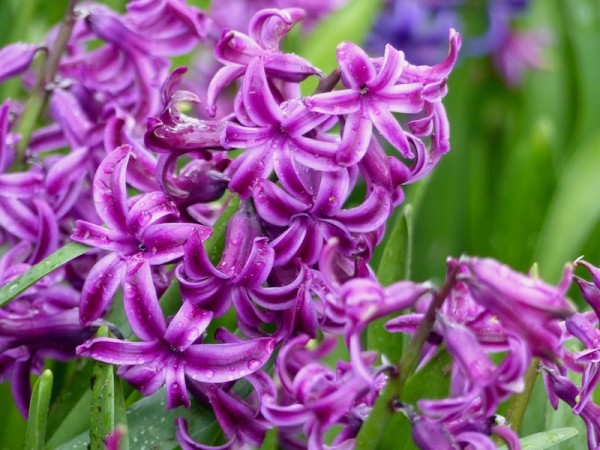 Hyazinthe Purple Sensation