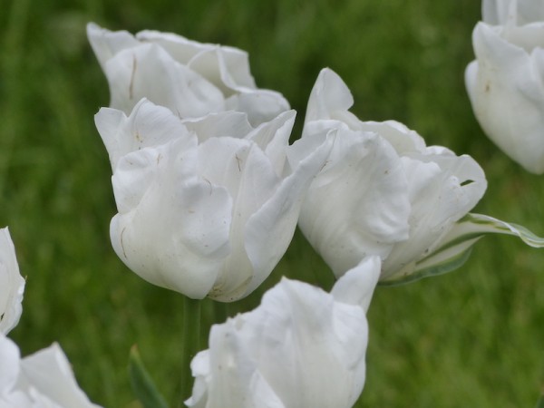 Tulpe White Hawk