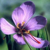 Safrankrokus Safrankrokus