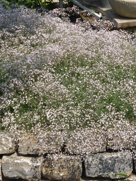 Rosenschleierkraut an einer Steinmauer